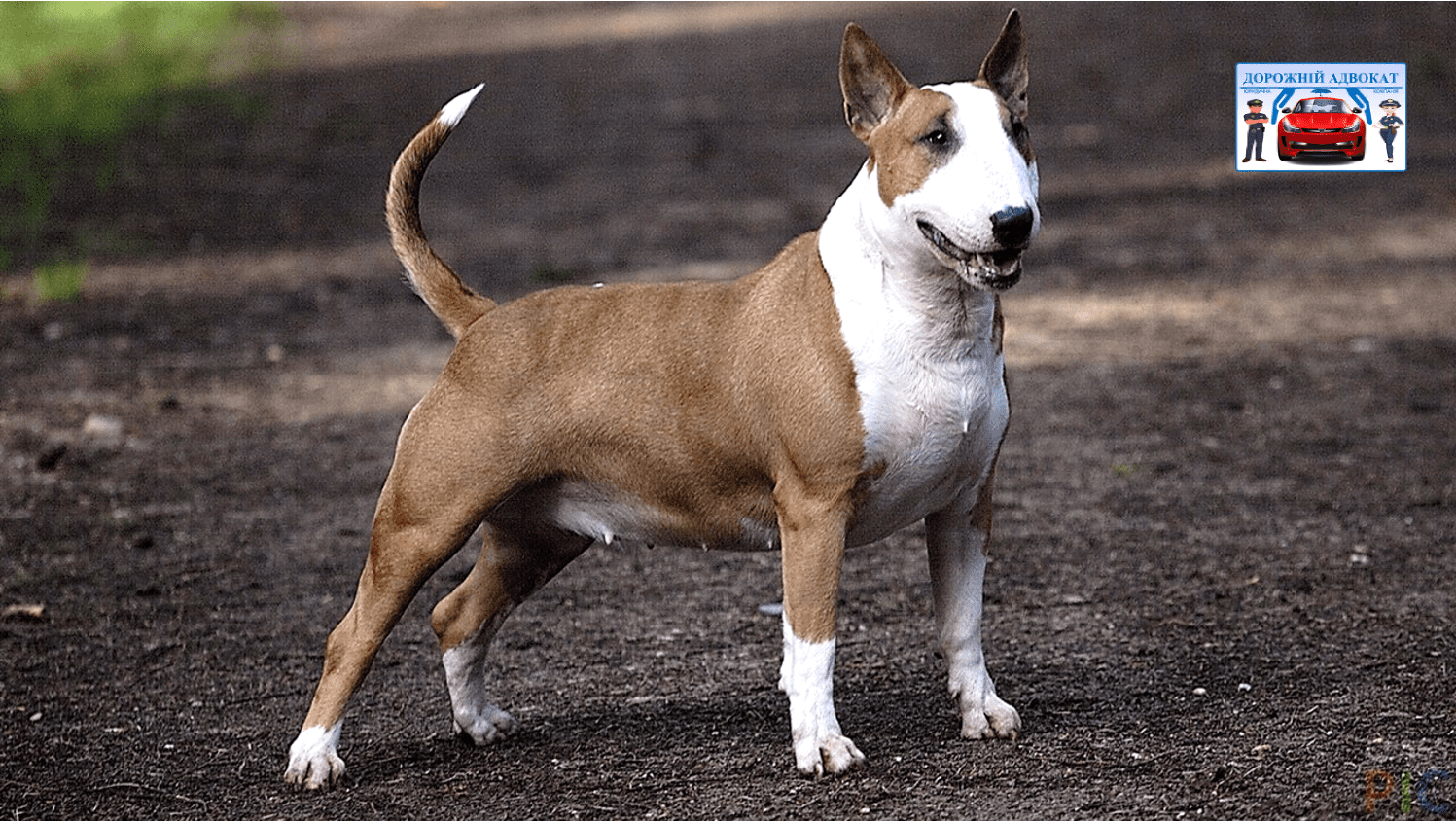 Адвокат про штрафи за порушення правил вигулу собак